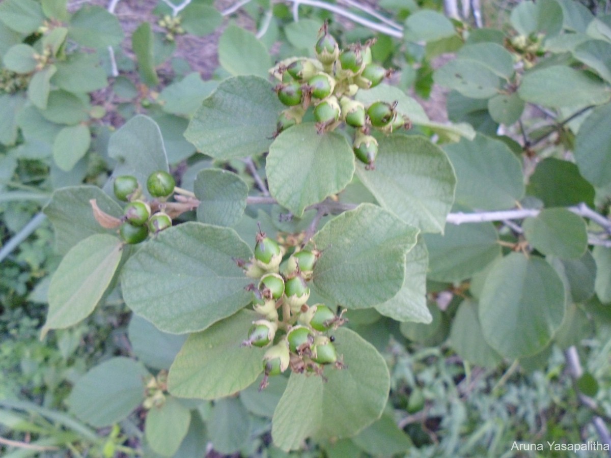 Cordia monoica Roxb.